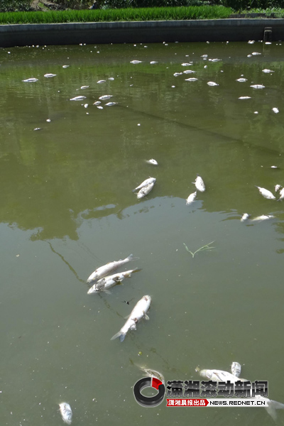(7月10日,湖南省涟源市伏口镇中马村自家鱼塘的水面漂浮起大量