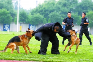 警犬训练_警犬训练口令手势手册