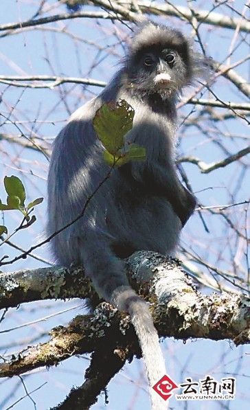 云南景东发现140只国家一级保护动物灰叶猴(图)