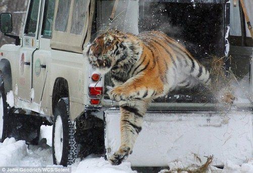 猛虎归山出笼超震撼瞬间!(组图)