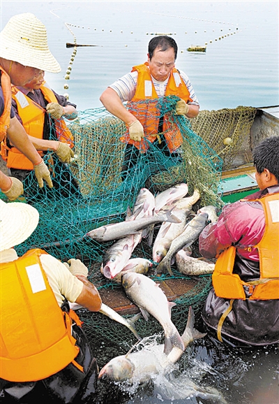 科学养殖渔业丰收[图]