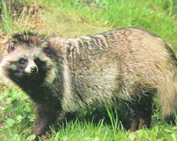 南京清凉山现不明动物 专家称是野生狗獾(组图)