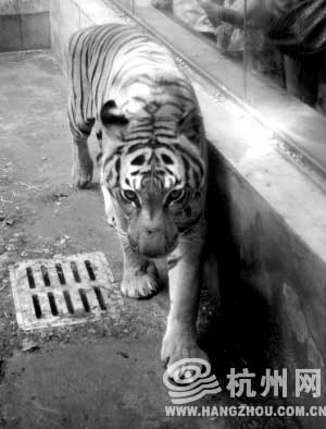 杭州市民见老虎太瘦 愿捐款避免动物吃不饱(图