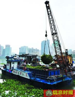 广州加班加点清理珠江水浮莲 将要耗时一周(图