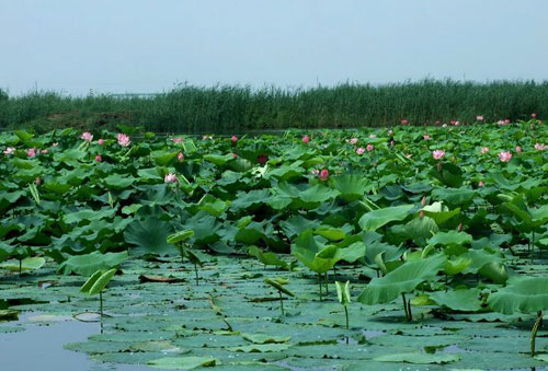 洪泽湖湿地生态养生研讨会在京召开(图)