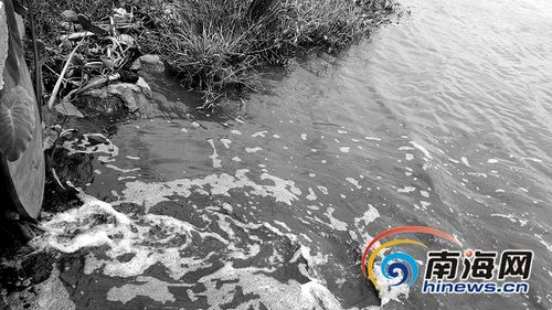 海南一造纸厂非法排放污水 河水惊现20米黑水带(组图)