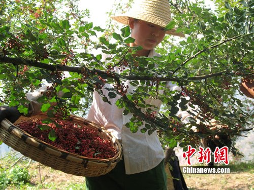 甘肃陇南深山藏"椒"千年椒乡"终露头(图)