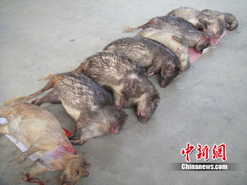 云南红河边防查获国家保护动物8只(组图)