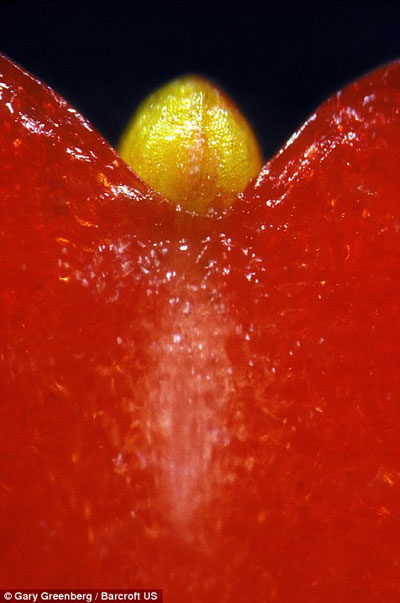 3D显微镜下的草莓