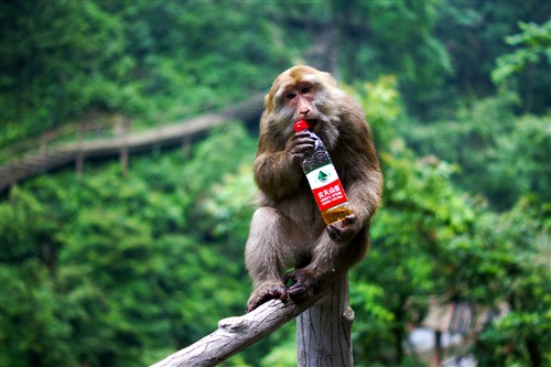 四川峨眉山游记:最霸道最无赖的猴子