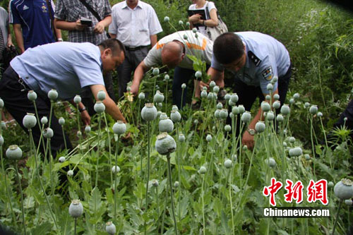 内非常种植罂粟案(图)
