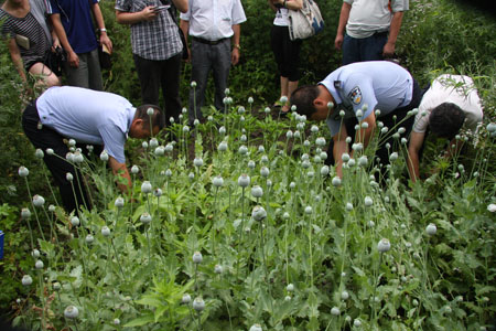 吉林禁毒支队破获种植罂粟案 406株罂粟被铲除