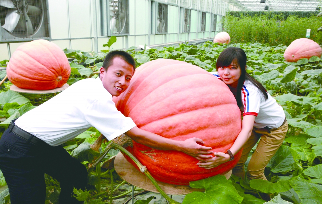 400斤重的南瓜、3米长的丝瓜、蛇瓜、长在空