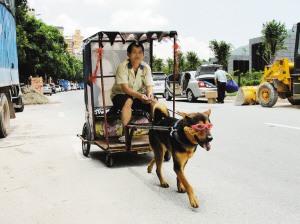 狗拉小车营运路人骇然(图)