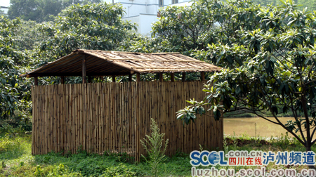 从今年5月开始,天仙镇利用镇内丰富的竹木资源,新建800个绿色环保鸡棚