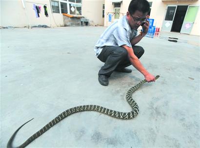 真惊人 两米猛蛇蹿进服装工厂好精彩 工人紧握"七寸"三擒长虫(组图)