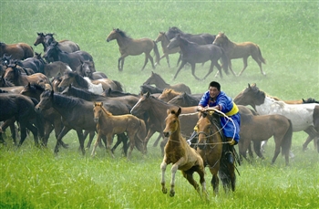近日,内蒙古克什克腾旗达日罕乌拉苏木举办马文化节,牧民们通过套马
