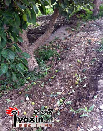 新疆阿拉尔遭10分钟冰雹袭击 果园损失惨重(图)