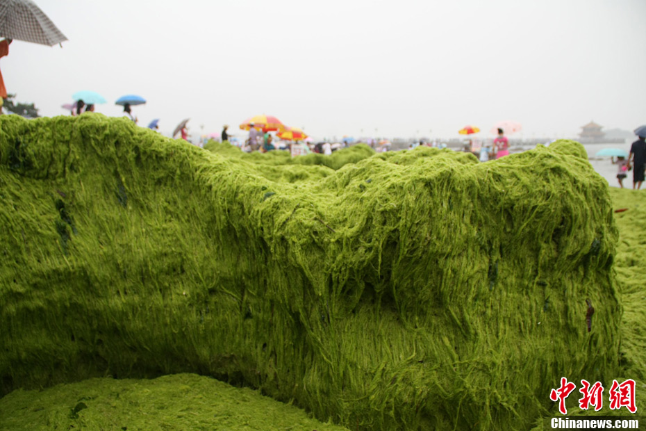 青岛浒苔仍然肆虐(组图)