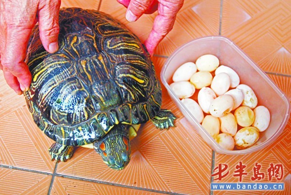 家养巴西龟产下17个蛋
