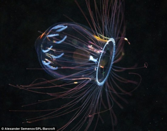 潜伏北极深海130英尺下的透明生物(组图)