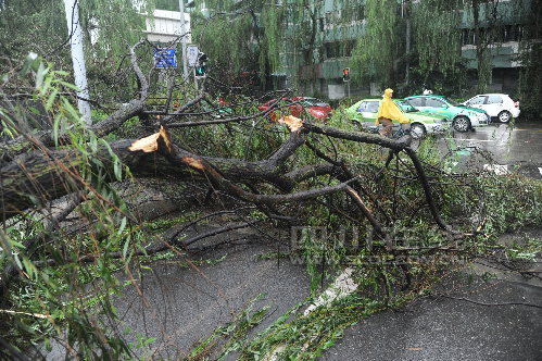 成都:今晨大雨中拦断车流的柳树是"漏网之鱼"(组图)