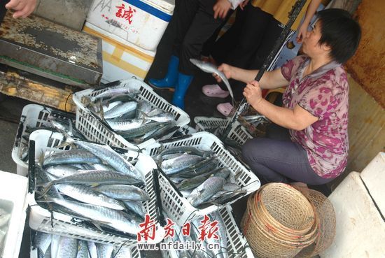 南海休渔结束 广东万艘渔船出海捕鱼