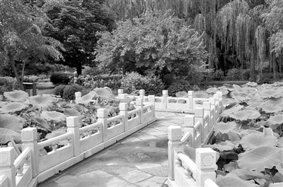 药用植物园：拙朴外表下的光芒