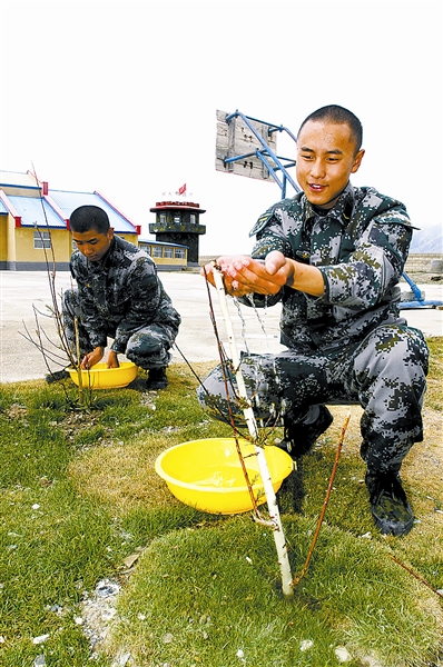 海拔4900余米的昆木加哨所树种活啦(图)