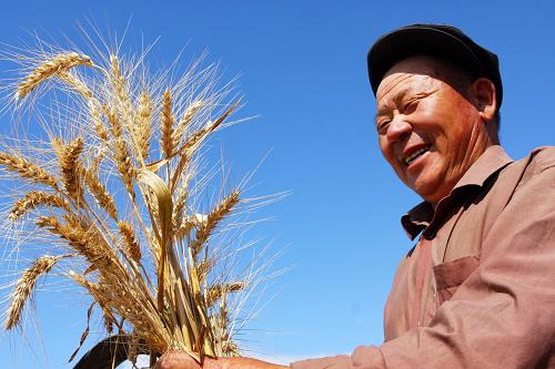 新疆阿勒泰小麦丰收在望(组图)