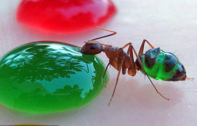 图片新闻:彩色蚂蚁的秘密