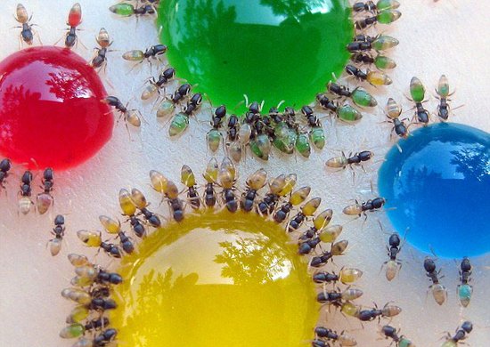 研究发现蚂蚁腹部会随食物颜色变化而变化
