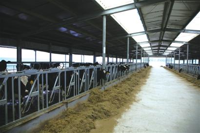 青岛莱西标准化规模养牛场