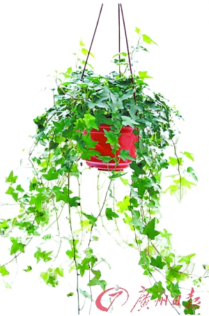 吊兰吸毒力强大炮仗花增添喜庆(组图)