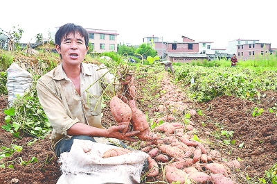 连城农民罗炳乾种植红心地瓜喜获丰收(图)