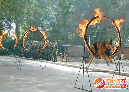8月10日,新疆公安边防总队警犬所训导员正在训练警犬进行"钻火圈".