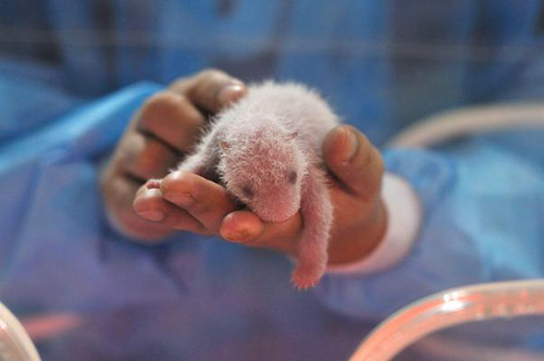 刚出生的小熊猫