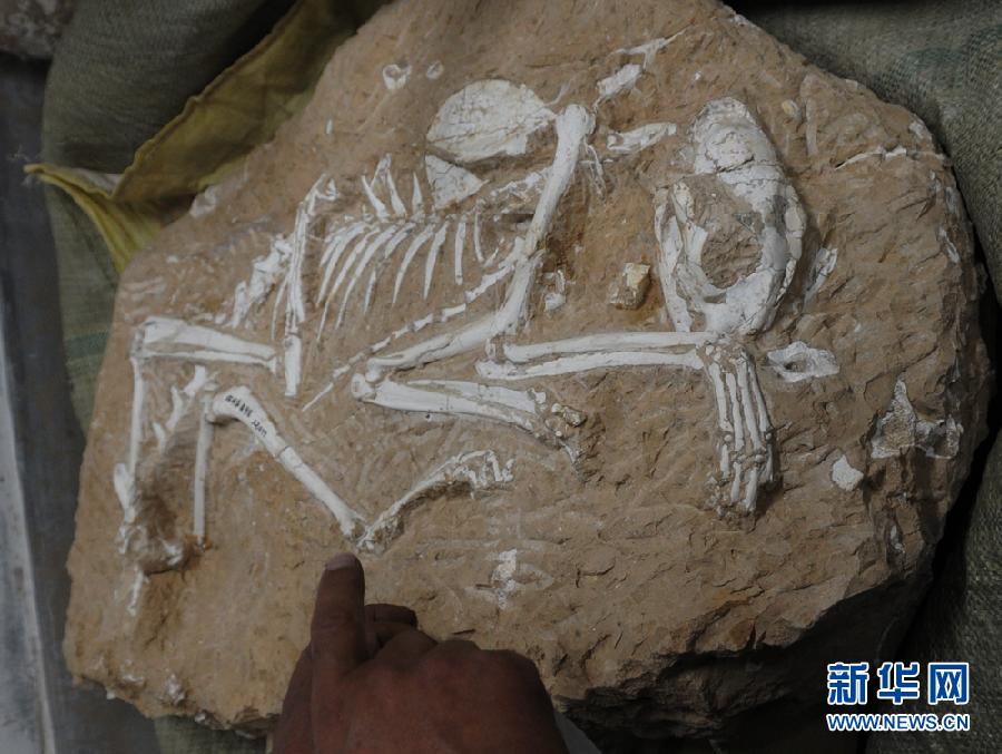 甘肃和政古动物化石王国添"新丁"含真猫化石(图)