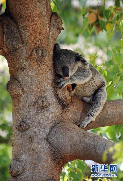 8月12日,在美国洛杉矶动物园,一只考拉在树上睡觉.新华社/法新