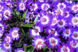 幸福花开(图)