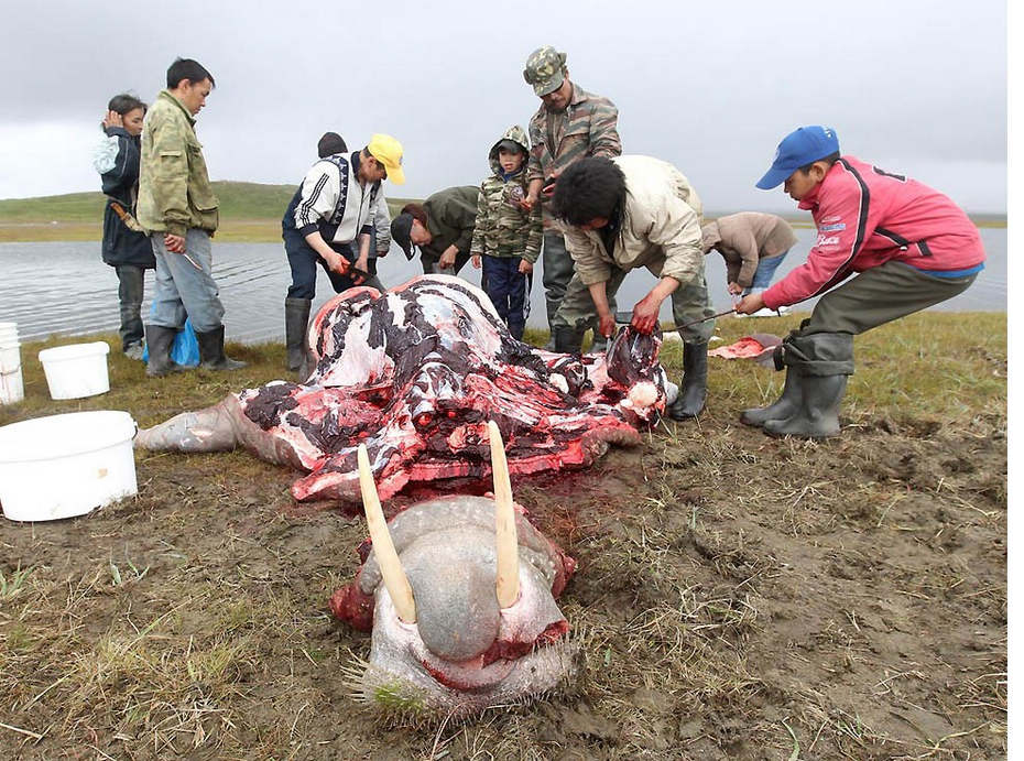 血腥!俄罗斯渔民捕杀海象_新闻图站_中国广播网