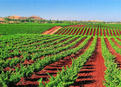 南澳洲著名葡萄酒产区芭萝莎(组图)