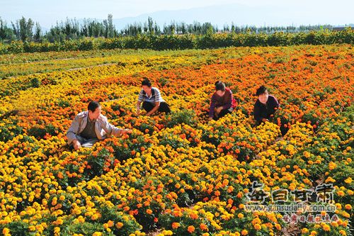 张掖市绿洲农业现代实验示范园区花卉种植基地(图)