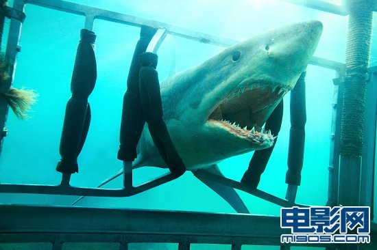 《鲨鱼惊魂夜3d》曝新照