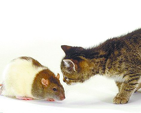 长了寄生虫胆子变大老鼠怕猫要变成谣传(图)