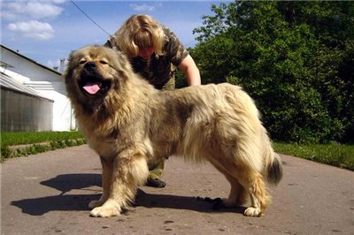 高加索犬:探秘世界上最大的狗(组图)