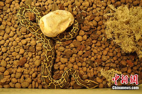 云南野生动物园首次成功人工孵化缅甸蟒(组图