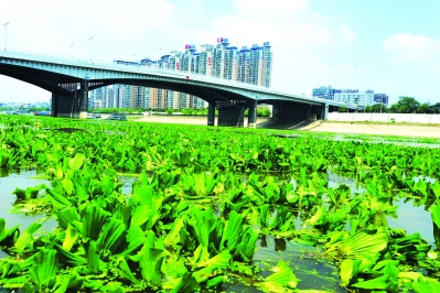 汉江又漂 "水葫芦"(图)