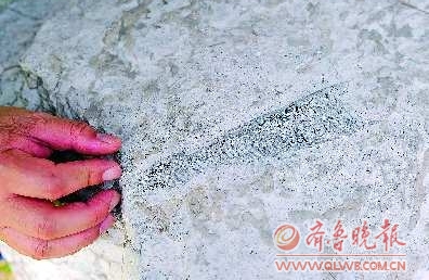 济南动物园石头上惊现古生物化石(图)