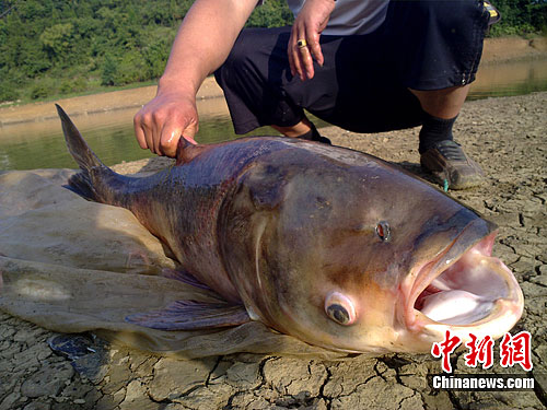 图为泸州古蔺护家乡三湾大塘20斤重的鱼干渴而死.中新社发 郭岭 摄